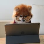 cookie-the-pom-gySMaocSdqs-unsplash